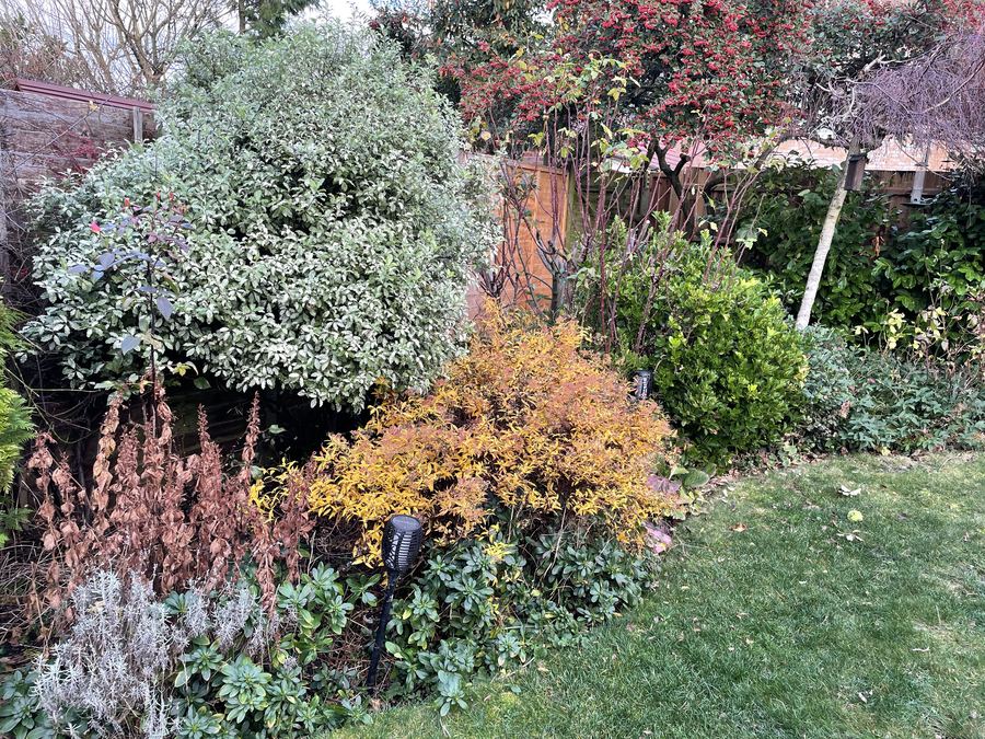 An established garden with mature shrubs, shaped evergreens and a clipped lawn edge